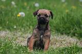 BORDER TERRIER 178